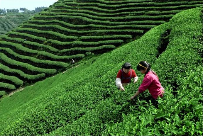 喝不起的明前茶,上不了IPO的茶企(图2) 龙井茶茶叶价钱如何_福鼎白茶明前茶价格波动_茶农收入难以保障