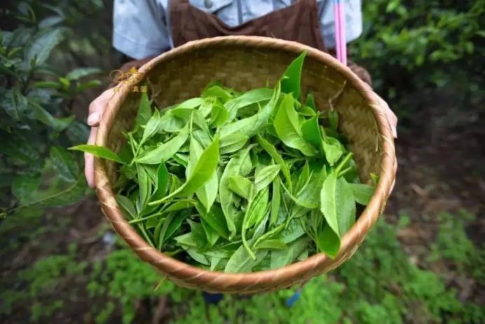 喝不起的明前茶,上不了IPO的茶企(图3) 茶农收入难以保障_龙井茶茶叶价钱如何_福鼎白茶明前茶价格波动