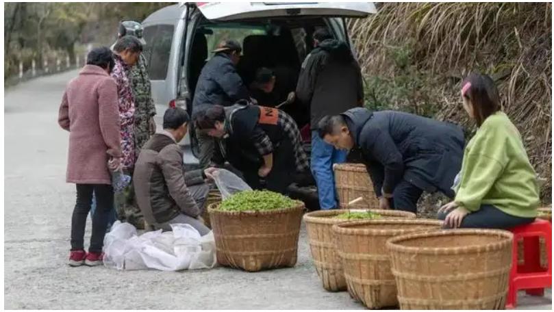 喝不起的明前茶,上不了IPO的茶企(图4) 福鼎白茶明前茶价格波动_龙井茶茶叶价钱如何_茶农收入难以保障