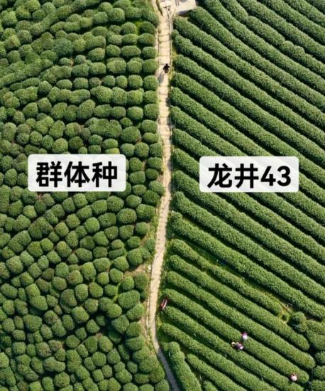 喝不起的明前茶,上不了IPO的茶企(图5) 茶农收入难以保障_龙井茶茶叶价钱如何_福鼎白茶明前茶价格波动