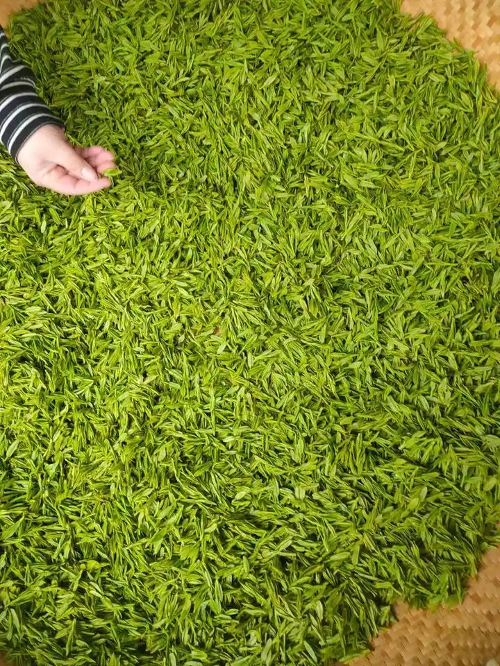 5万个芽头炒制1斤干茶，西湖龙井43号零星开采，头茶“含金量”杠杠的