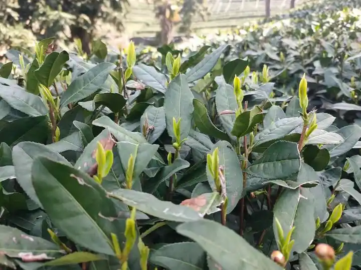 杭州西湖龙井茶开采时间_西湖龙井茶品质特点_龙井茶茶叶价钱如何