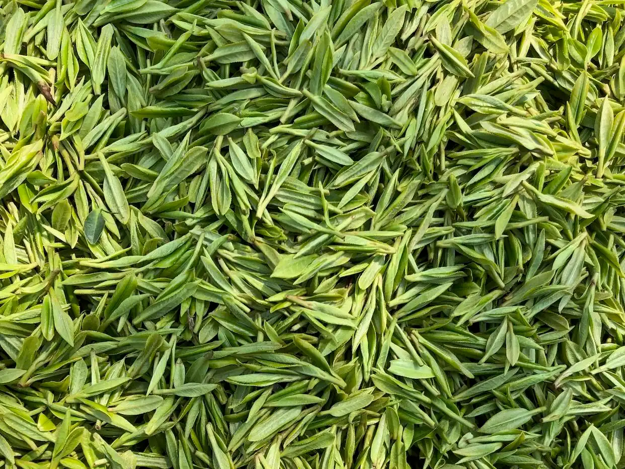 疫情对龙井茶采摘运输影响_龙井茶茶叶价钱如何_西湖龙井新茶生产情况