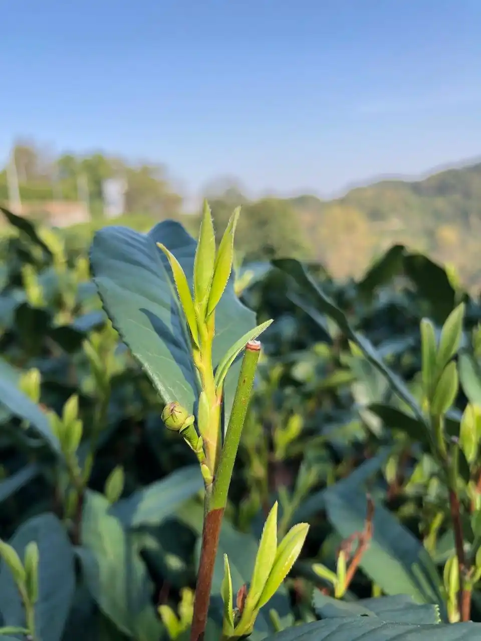 龙井茶茶叶价钱如何_西湖龙井新茶生产情况_疫情对龙井茶采摘运输影响