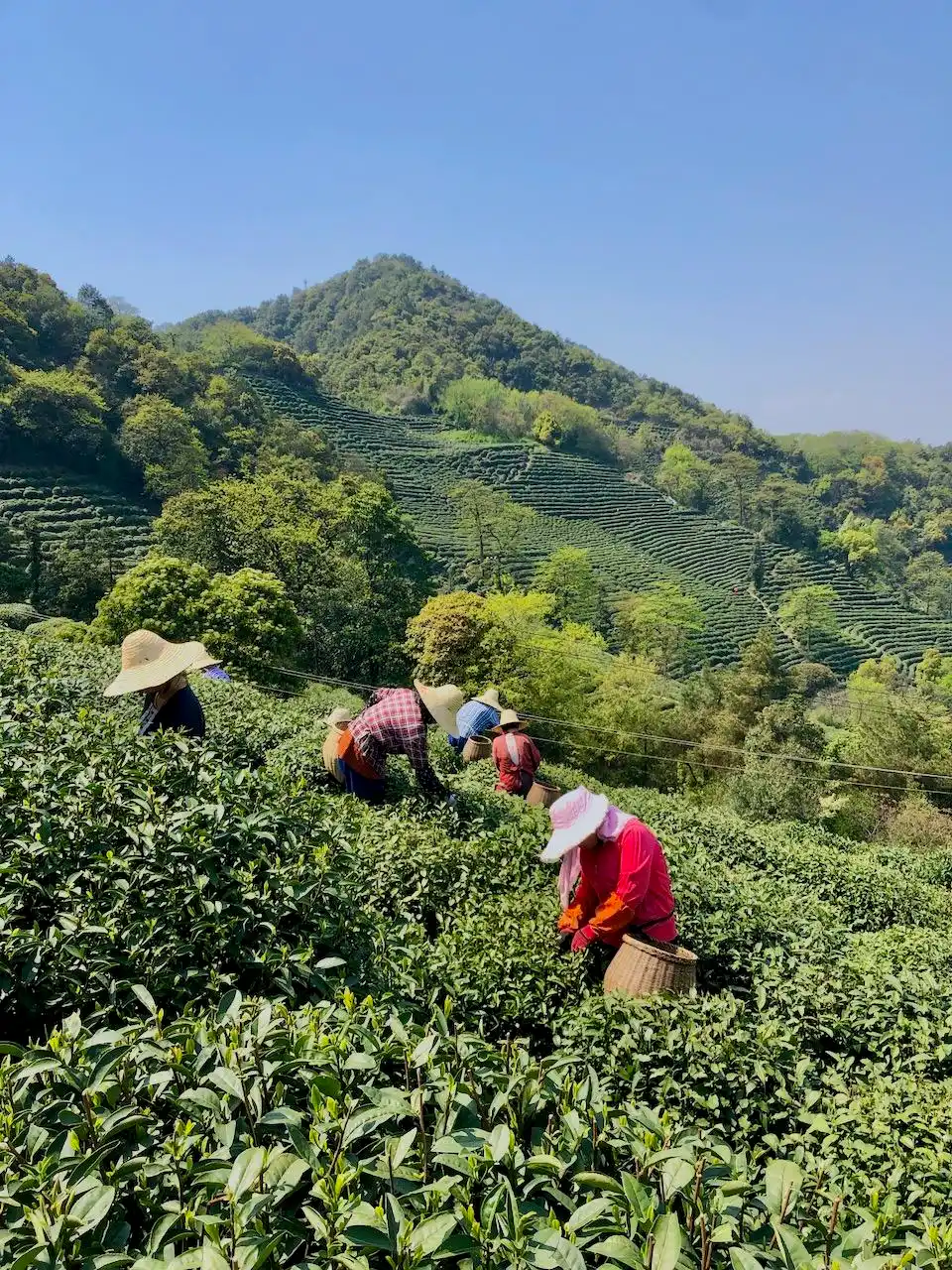 疫情对龙井茶采摘运输影响_龙井茶茶叶价钱如何_西湖龙井新茶生产情况