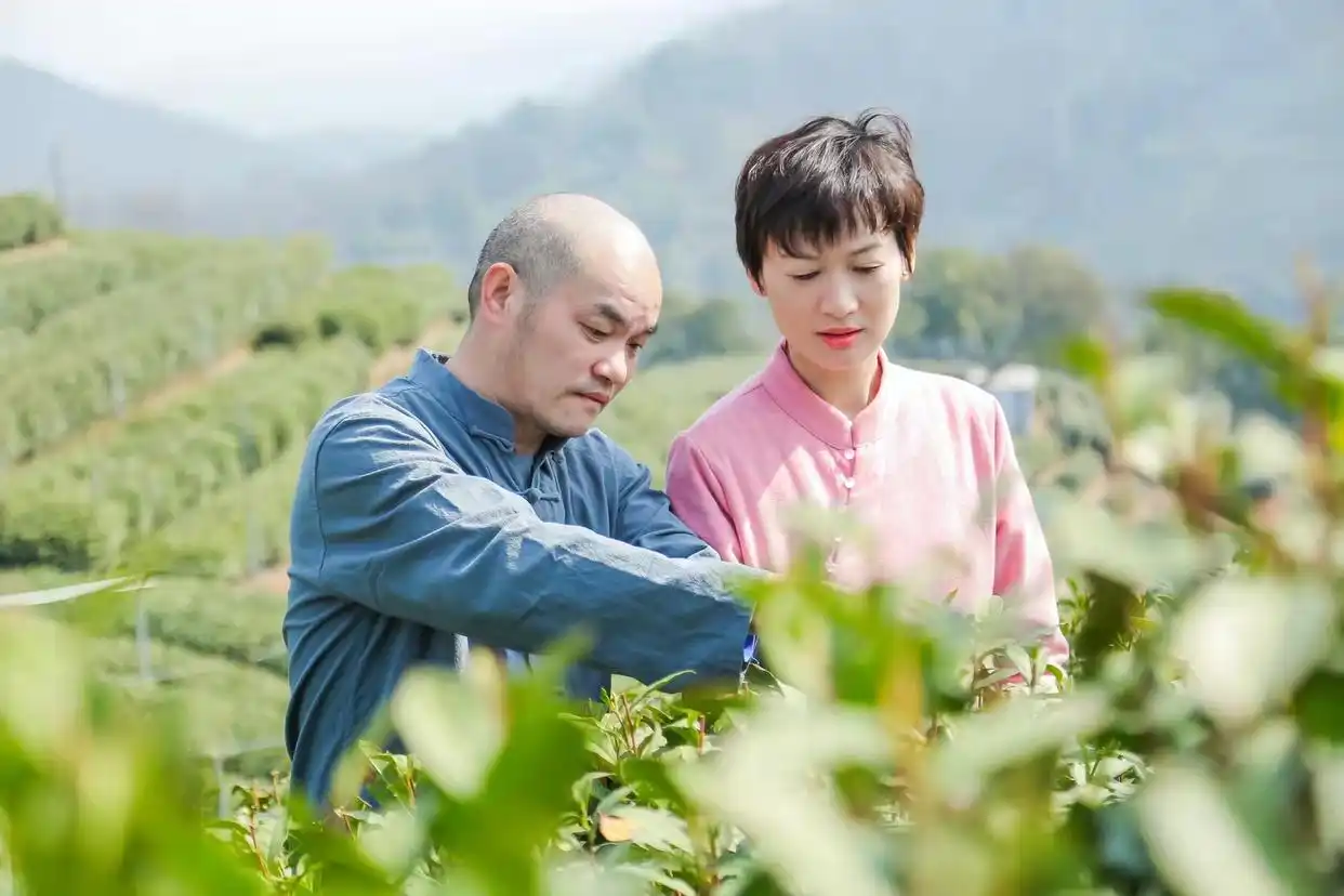 西湖龙井新茶生产情况_龙井茶茶叶价钱如何_疫情对龙井茶采摘运输影响