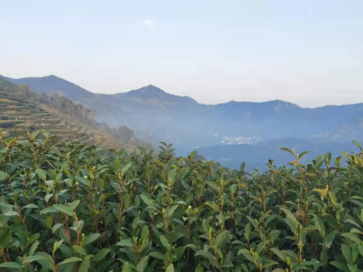 龙井茶茶叶价钱如何_疫情对龙井茶采摘运输影响_西湖龙井新茶生产情况