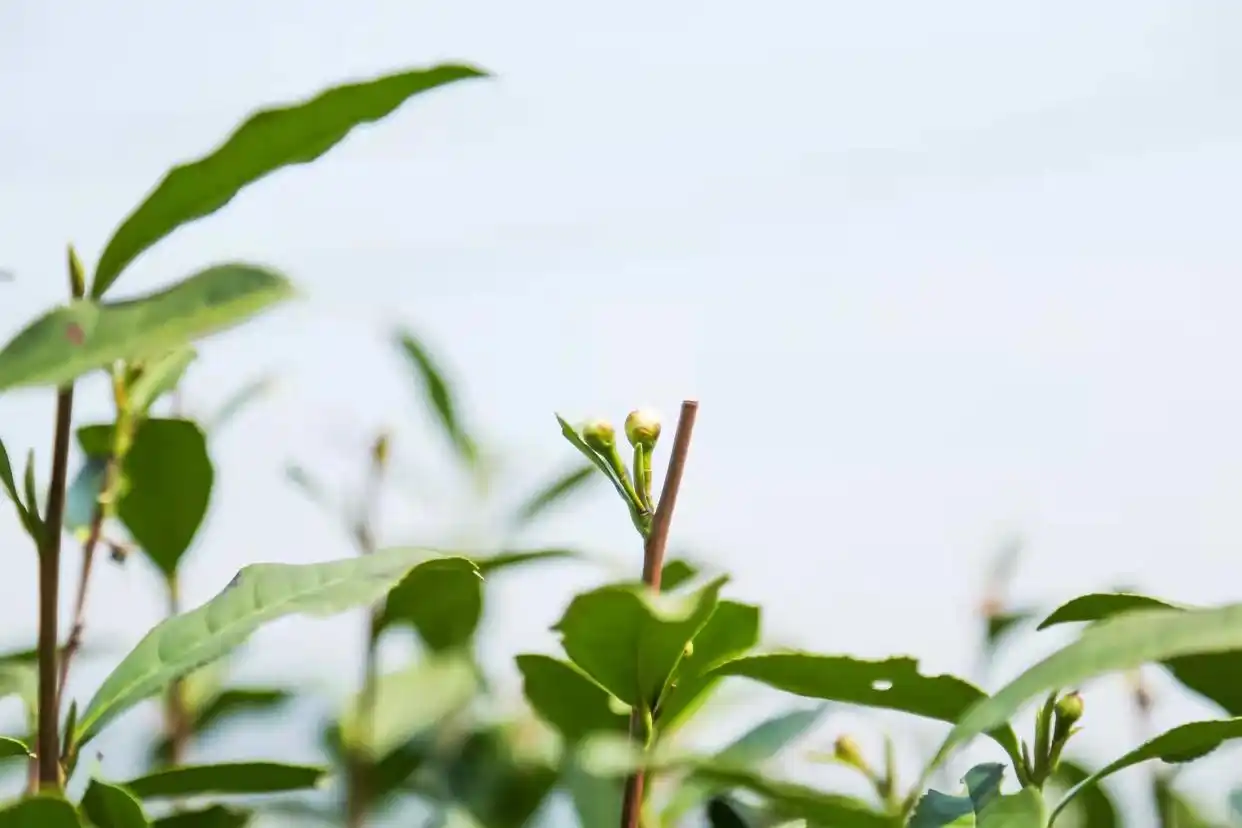 疫情对龙井茶采摘运输影响_龙井茶茶叶价钱如何_西湖龙井新茶生产情况