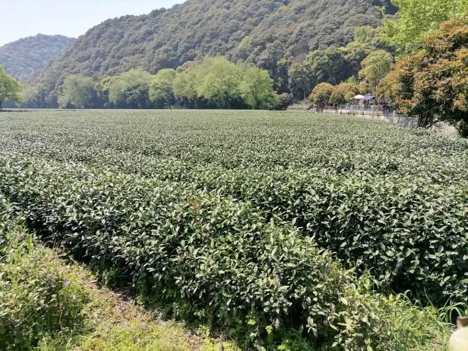 龙井茶语｜2：西湖龙井哪家真？请到湖边“五家村”
