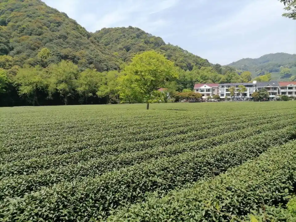 西湖龙井核心产区_龙井茶茶叶价钱如何_西湖龙井明前茶特点