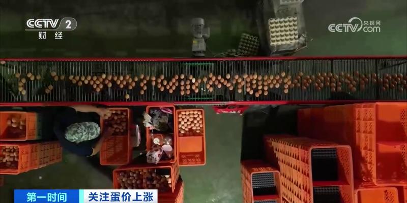 鸡蛋价格大涨,为何不“蛋”定?接下来怎么走?(图6) 鸡蛋近期价格走势_鸡蛋价格上涨带来的影响_鸡蛋价格上涨原因分析