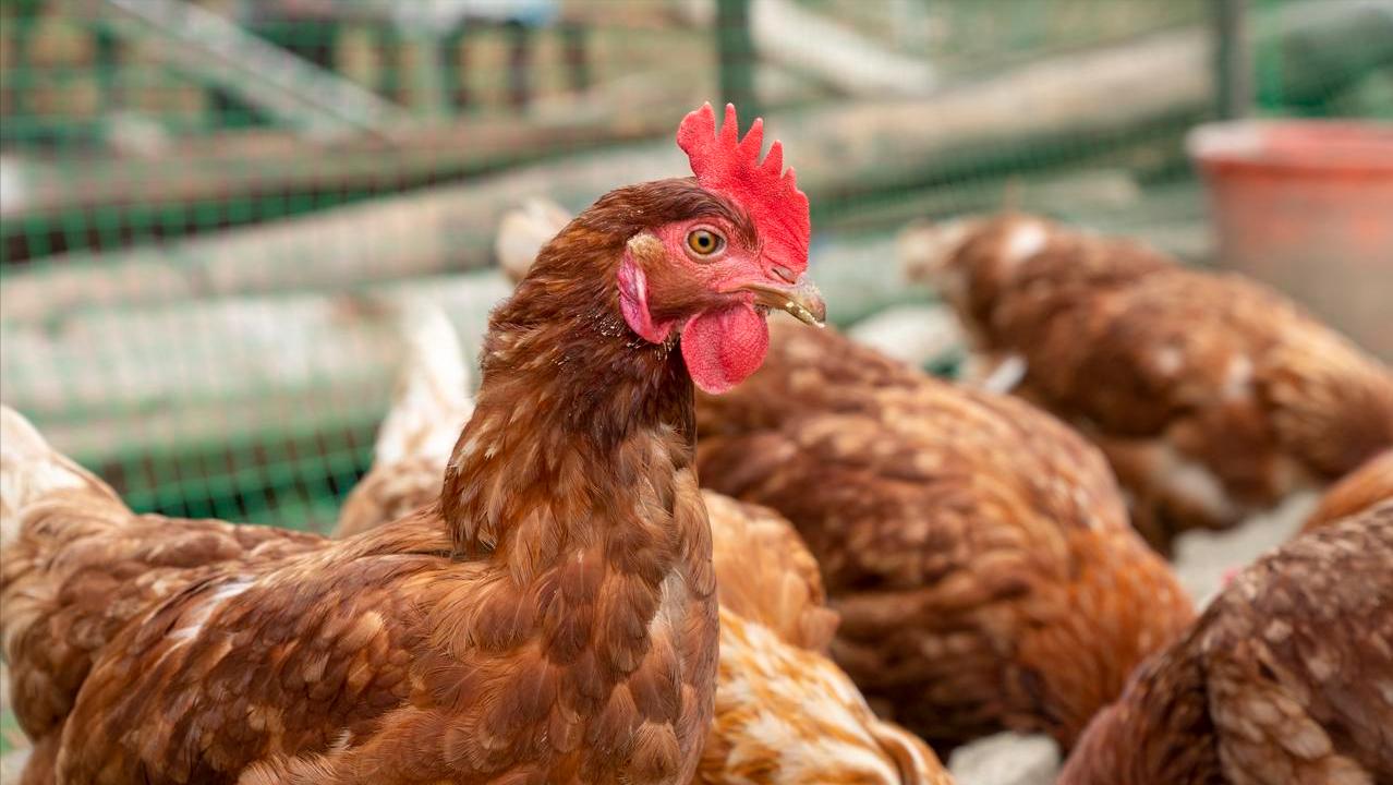 蛋价上涨“昙花一现”,涨幅“全降下来”,更关键的是还没到底?(图2) 蛋价下跌原因分析_鸡蛋价格上涨带来的影响_国内鸡蛋市场10月价格走势