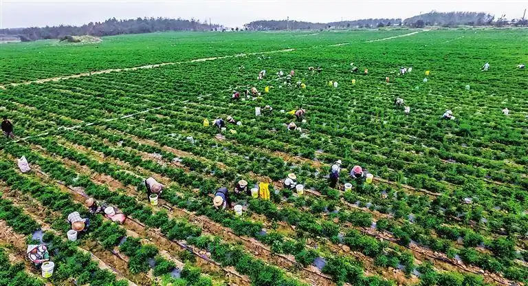 东北地区农业发展有“得天独厚”的优势,也有“隐隐作痛”的缺口(图4) 东北地区农业发展现状_东北地区农业产业协同能力_东北农业出现的问题