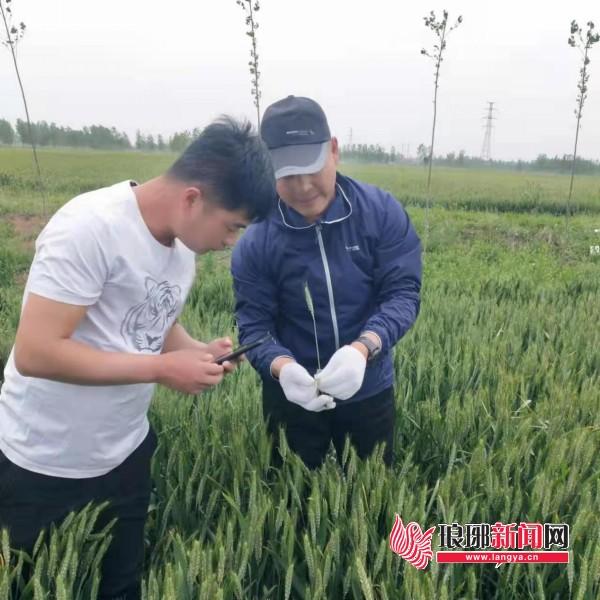 优秀雁阵代表郯城县惠青农机化服务农民专业合作社：科技赋能引领现代农业“金穗路”