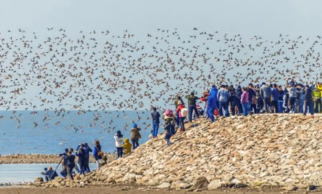 丹东东港海鲜批发市场_黄海水产品批发市场 北纬39度 海鲜王国_鸭绿江口湿地 世界自然遗产地 观鸟胜地