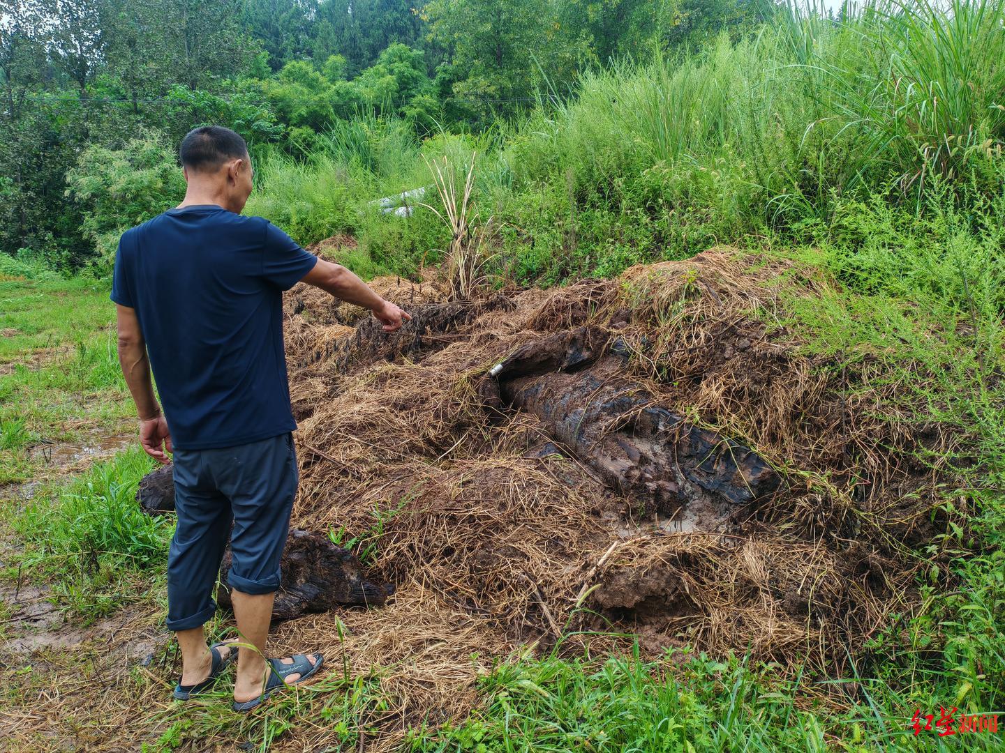 “村庄挖出疑似乌木”调查:村民称曾有疑似乌木被挖出后运走(图2) 四川南部县乌木纠纷_村民阻止乌木外运_彭州乌木案结果赔了多少钱