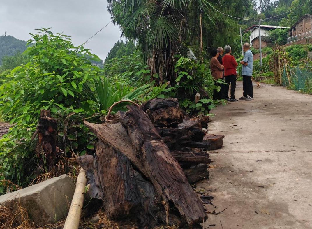 “村庄挖出疑似乌木”调查:村民称曾有疑似乌木被挖出后运走(图3) 村民阻止乌木外运_彭州乌木案结果赔了多少钱_四川南部县乌木纠纷