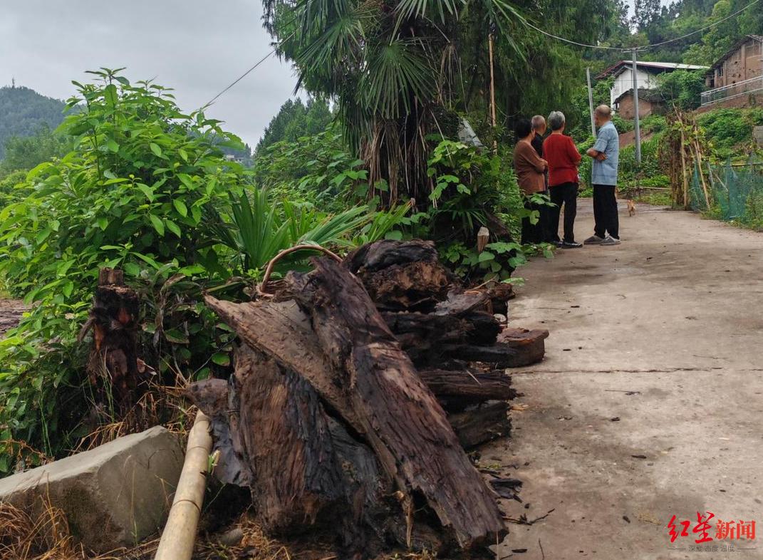 “村庄挖出疑似乌木”:村民被告知整治撂荒地,称曾有疑似乌木被挖出后运走;当地自规局等已介入处理(图3) 村民阻止挖掘机运走疑似乌木_四川南部县乌木纠纷_彭州乌木案结果赔了多少钱