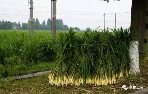 上海古镇小吃攻略_豫园老街小吃_古镇美食推荐