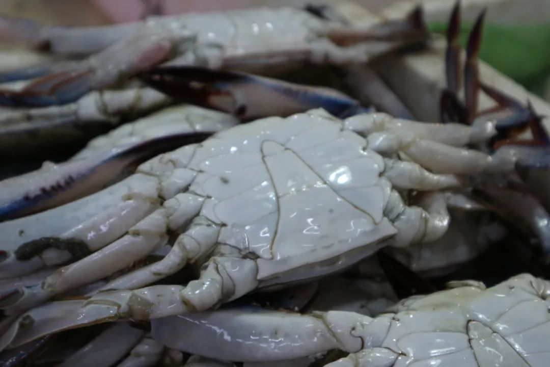 宁波舟山海鲜_东海梭子蟹价格 长宁菜市场梭子蟹购买 梭子蟹美味烧法步骤