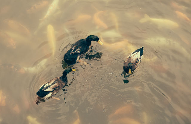 豫园老街元宵赏花灯_九曲桥上看人头_豫园老街小吃