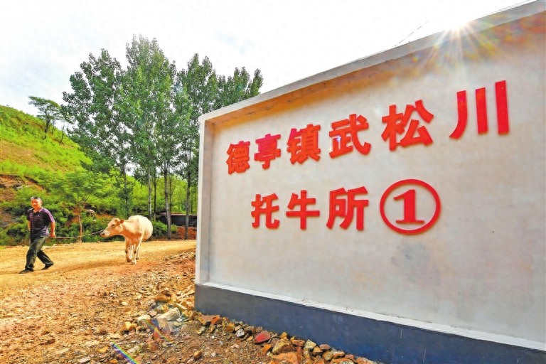 育成中国第一个肉牛品种 肉牛冻精供应量全国第二——河南如何继续牛劲十足