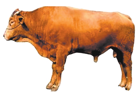 河南肉牛产业发展模式_河南肉牛养殖技术_南阳黄牛科技中心