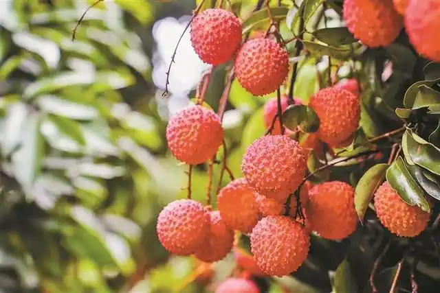 深圳中山公园附近美食_深中通道美食攻略_中山特色美食推荐