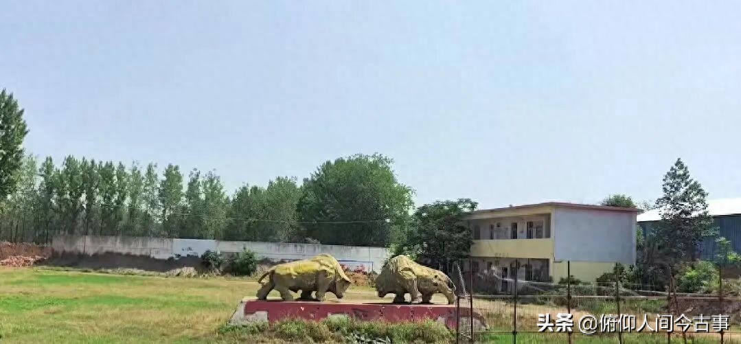 二十年前河南第一场斗牛比赛，在桐寨铺举行！