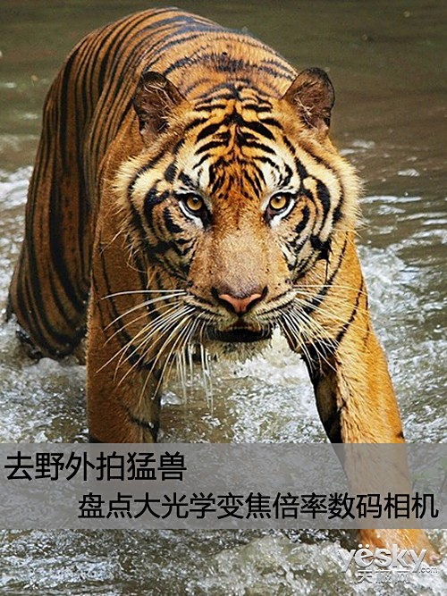 去野外拍猛兽 盘点大光学变焦倍率数码相机