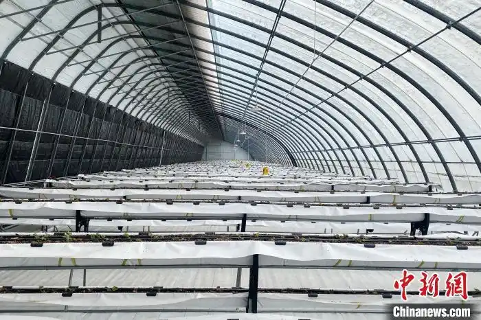 大棚种植草莓技术_德国农业专家诺伯特_宁夏草莓种植技术