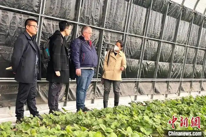 大棚种植草莓技术_宁夏草莓种植技术_德国农业专家诺伯特