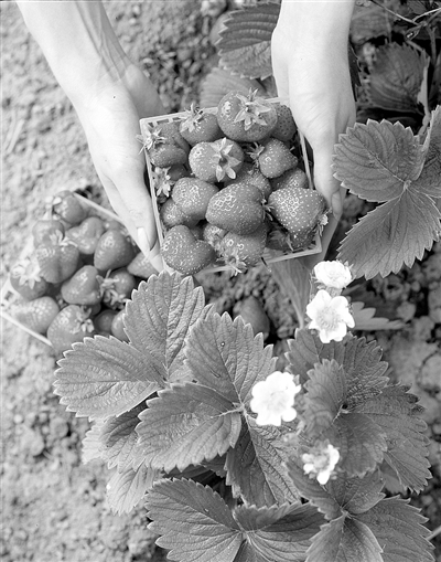 世界屋脊上的这个农业园 把草莓种出“科技范儿”