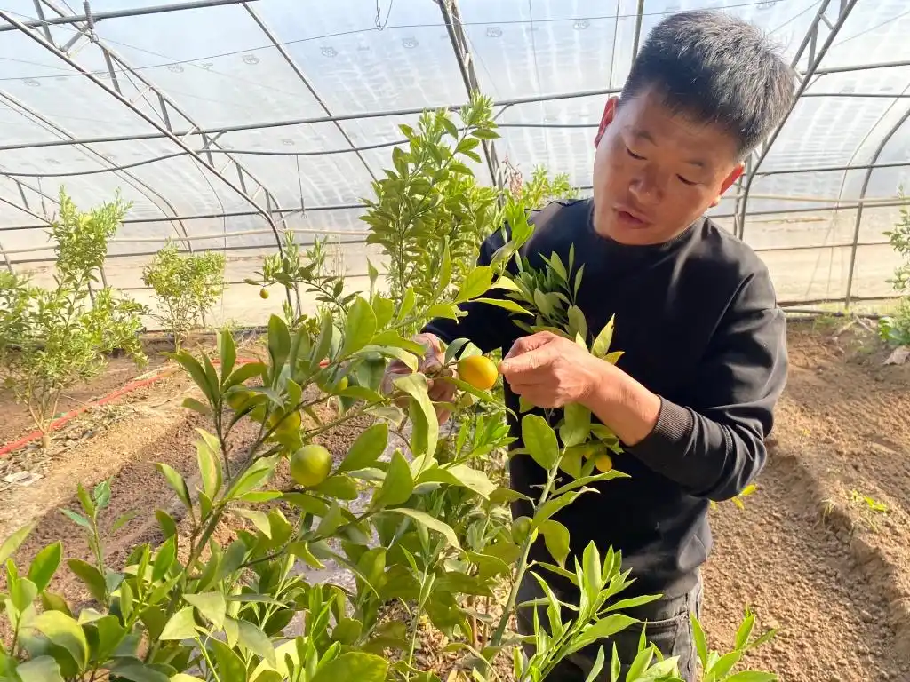 棚内走一走，遍尝各地果！他把多种美味“搬”进农业大棚，旅游采摘经济也被带火