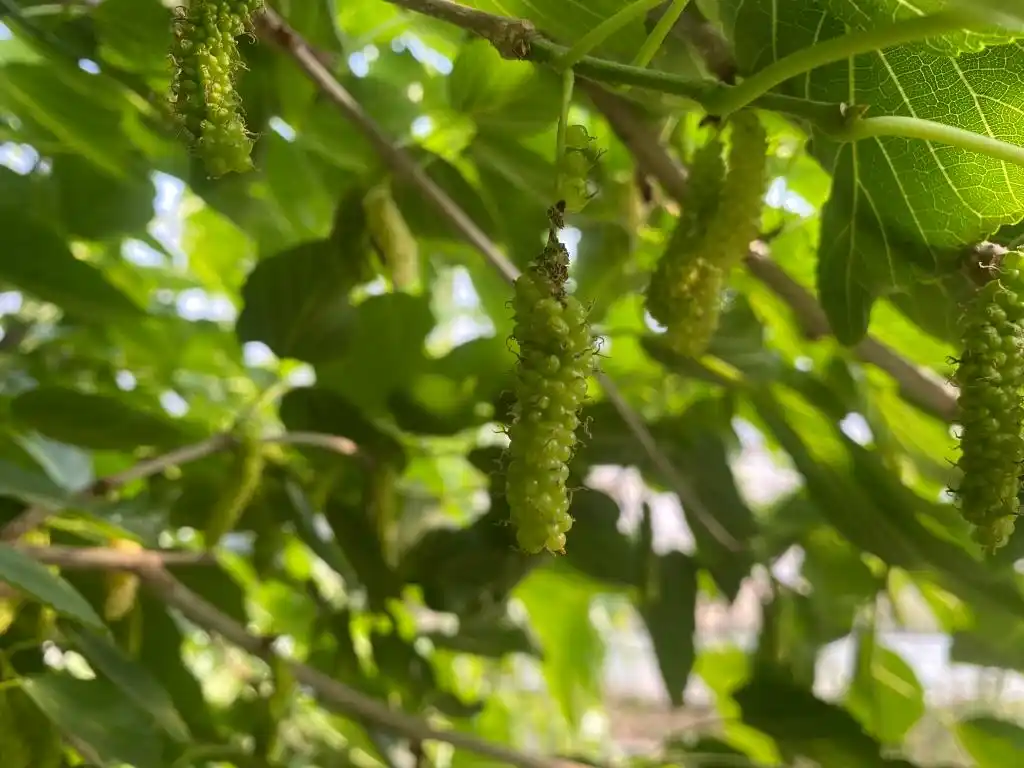大棚种植技术发展旅游_梁家荒太阳能小镇特色果蔬种植_大棚种植草莓技术