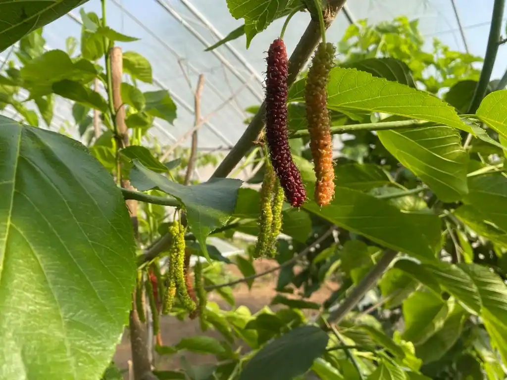 大棚种植草莓技术_大棚种植技术发展旅游_梁家荒太阳能小镇特色果蔬种植