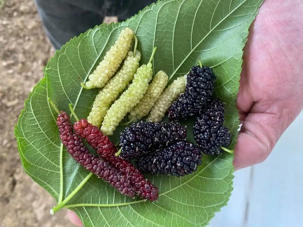 梁家荒太阳能小镇特色果蔬种植_大棚种植草莓技术_大棚种植技术发展旅游