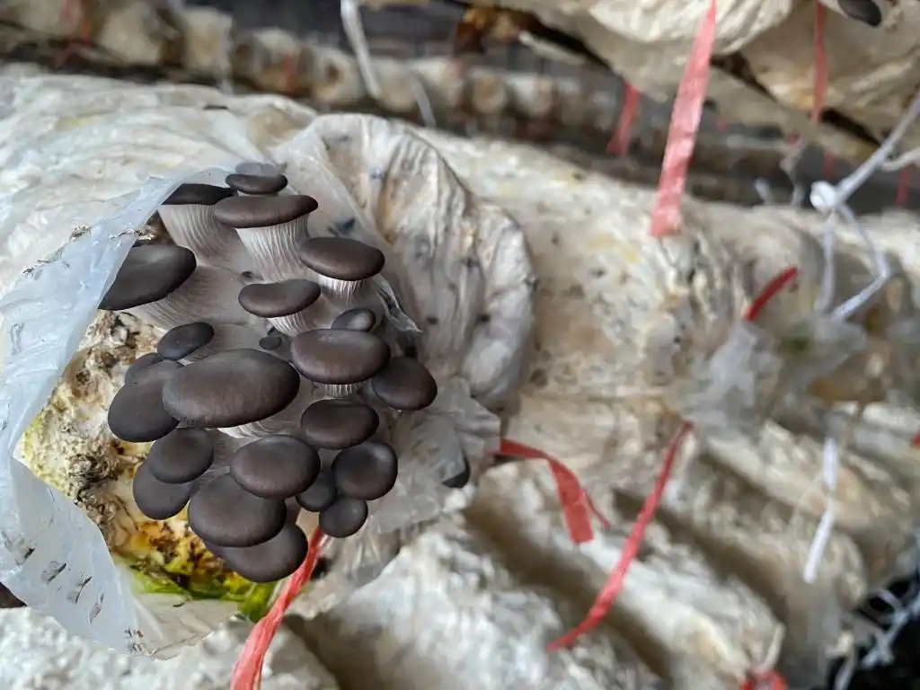 大棚种植草莓技术_大棚种植技术发展旅游_梁家荒太阳能小镇特色果蔬种植