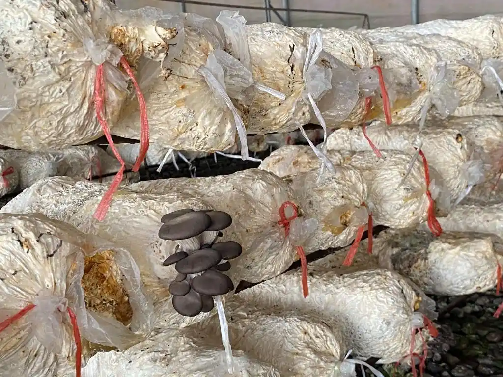 大棚种植草莓技术_梁家荒太阳能小镇特色果蔬种植_大棚种植技术发展旅游