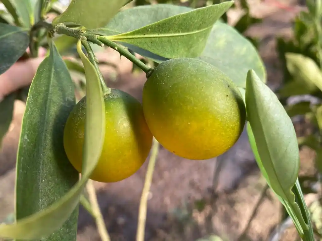 梁家荒太阳能小镇特色果蔬种植_大棚种植技术发展旅游_大棚种植草莓技术