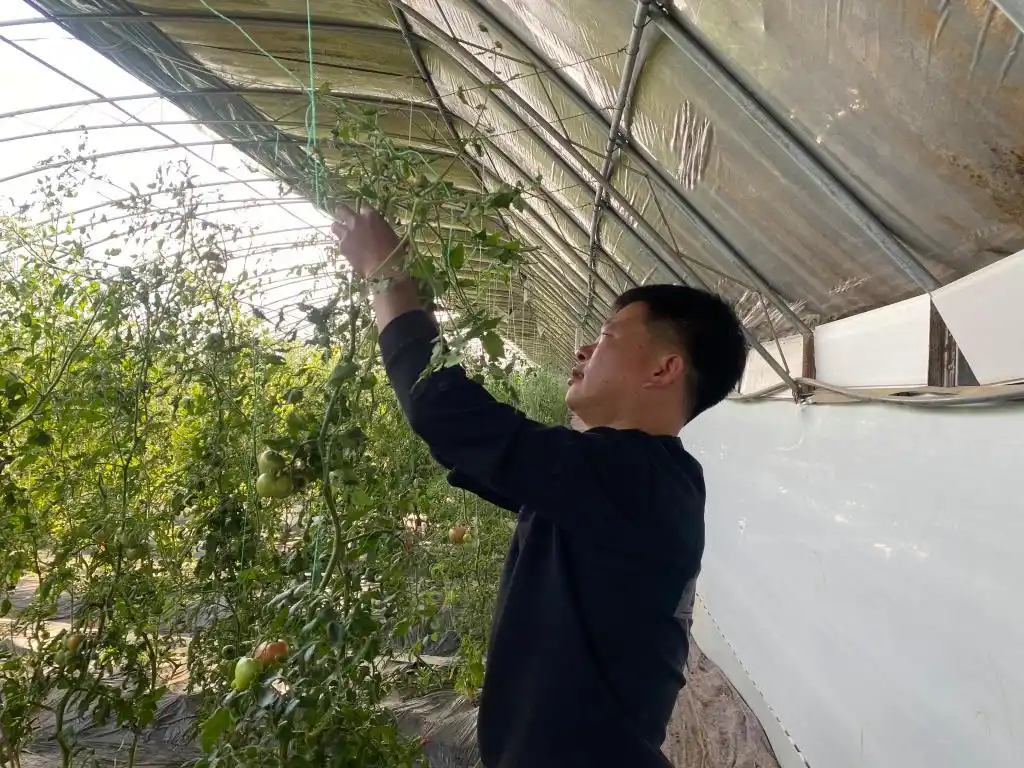 大棚种植草莓技术_大棚种植技术发展旅游_梁家荒太阳能小镇特色果蔬种植