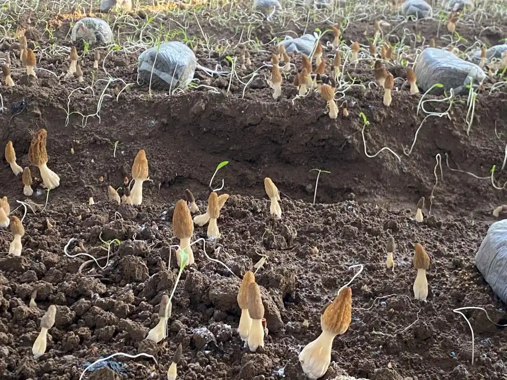 大棚种植草莓技术_大棚种植技术发展旅游_梁家荒太阳能小镇特色果蔬种植
