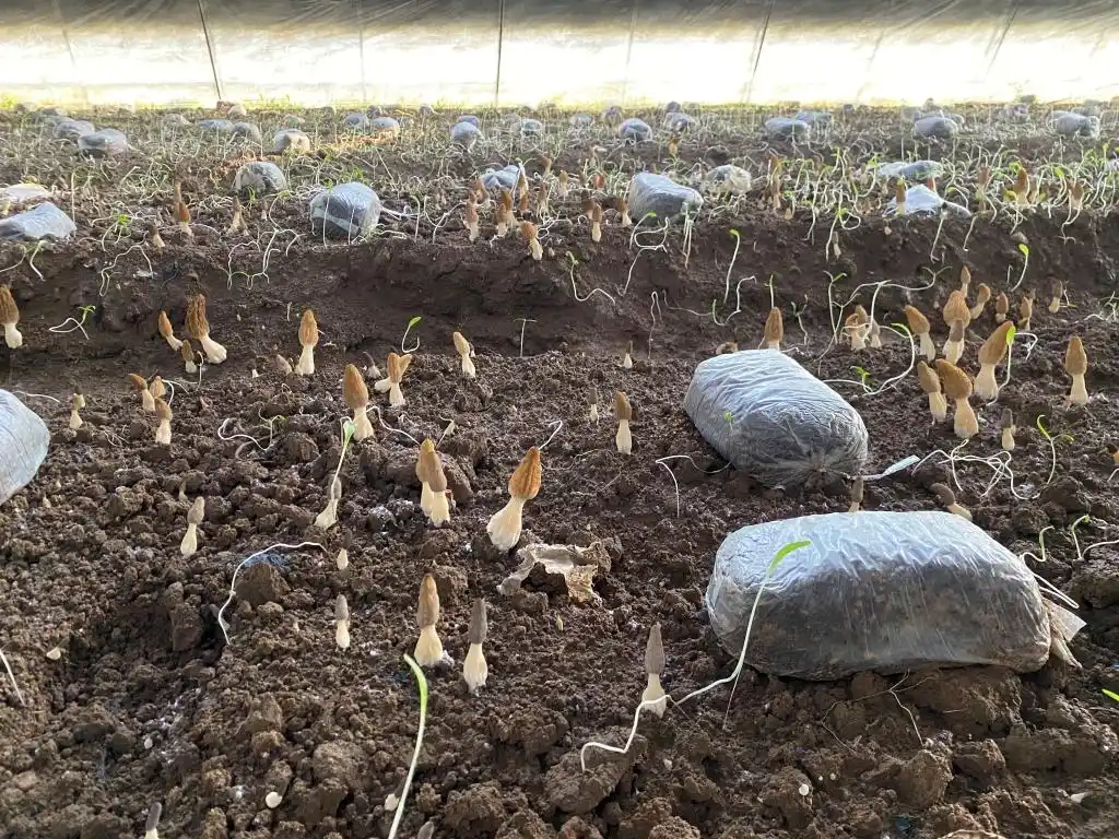 大棚种植草莓技术_梁家荒太阳能小镇特色果蔬种植_大棚种植技术发展旅游