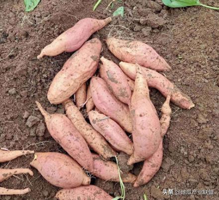 全国 地瓜/红薯 最新 报价2019/11/21