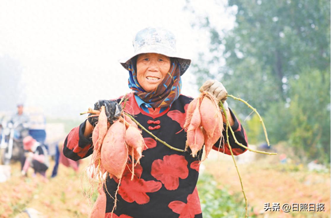 秋风送“甜蜜” 日照红薯迎来丰收季