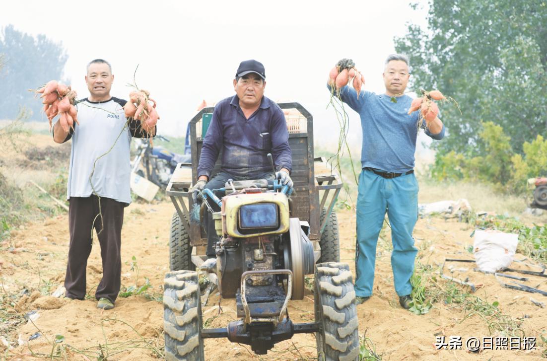 日照红薯产地价格_烟薯25号红薯种植技术_东港区三庄镇向阳沟村红薯田丰收景象