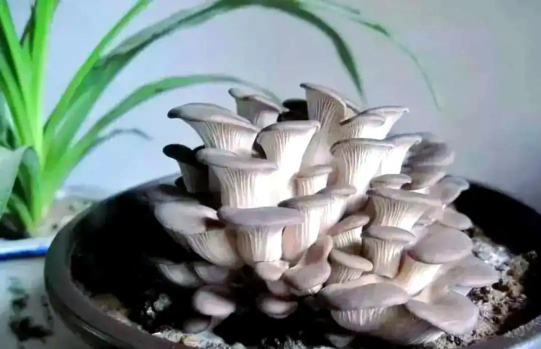 蘑菇种植秘笈：从选择季节到养护管理的全方位指南