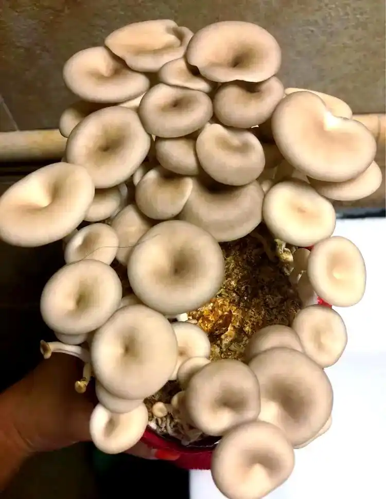 阳台食用菌种植技术_阳台种植蔬菜_阳台种植蘑菇教程