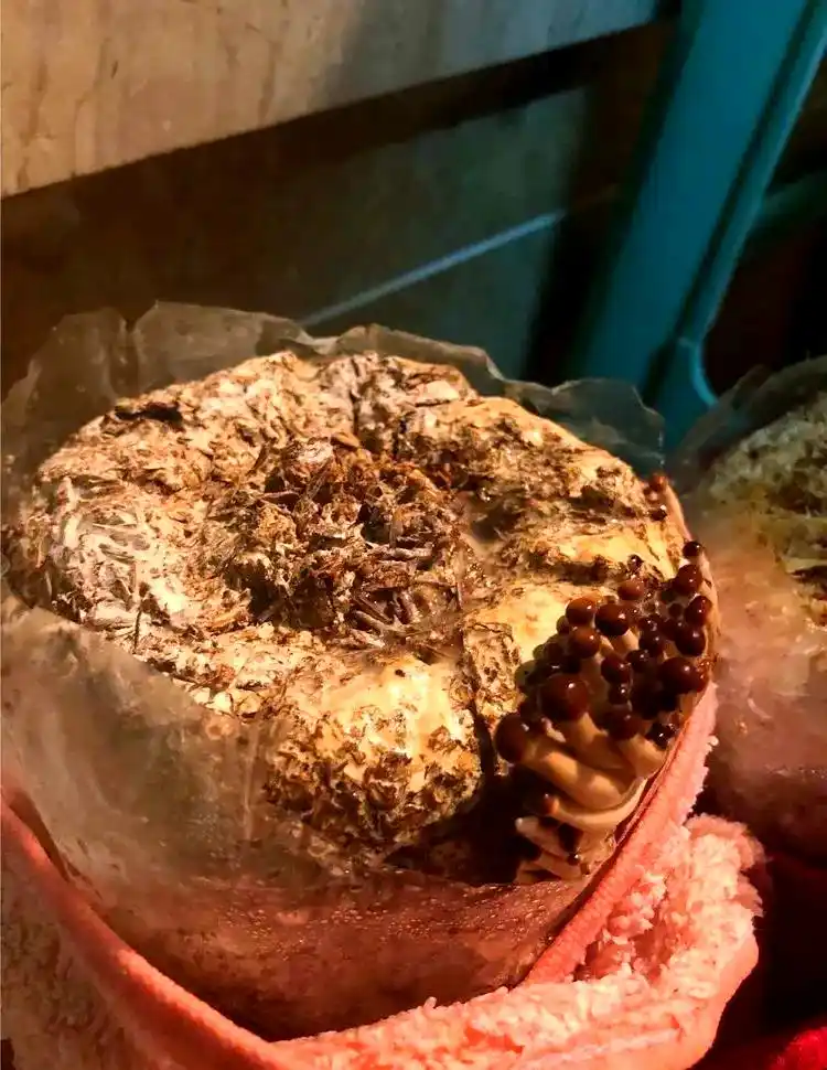 阳台种植蔬菜_阳台种植蘑菇教程_阳台食用菌种植技术