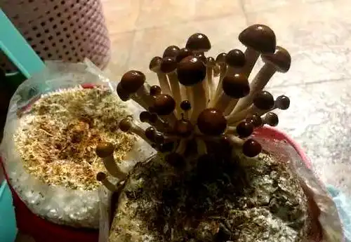 阳台食用菌种植技术_阳台种植蔬菜_阳台种植蘑菇教程